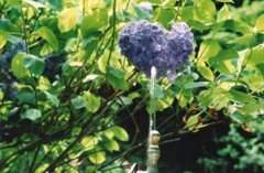 枯れませんように・・・