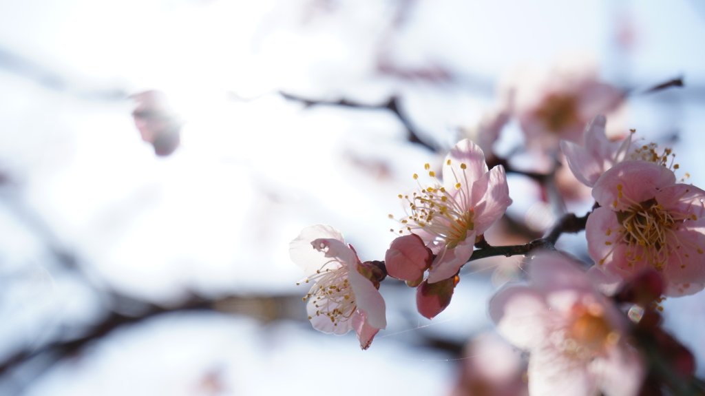 梅の花