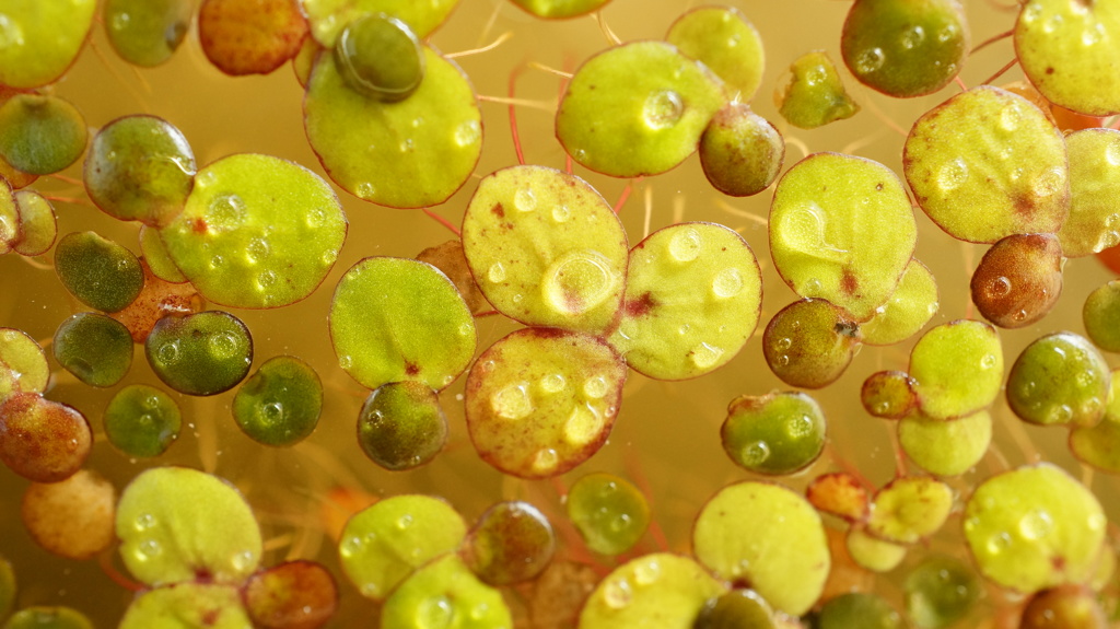 水草