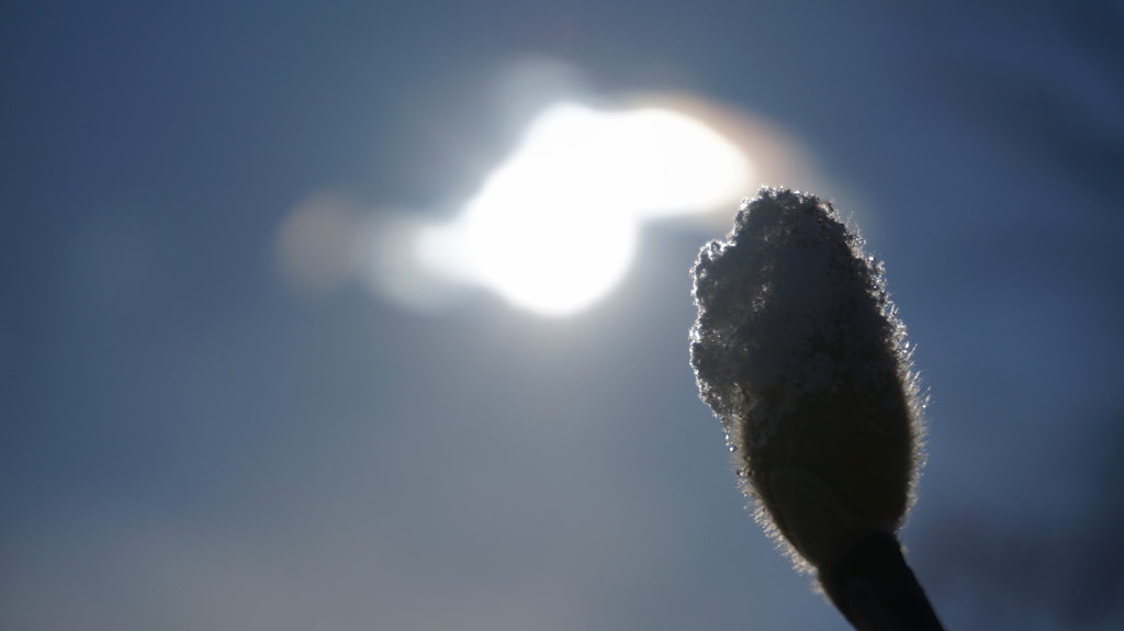 太陽と雪と新芽