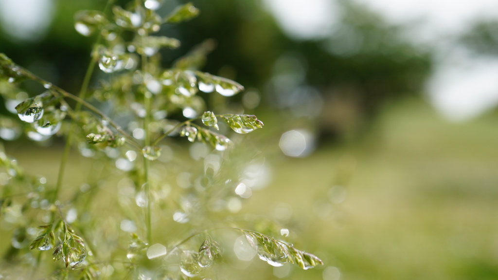 雨上がりの朝
