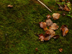 苔と落葉