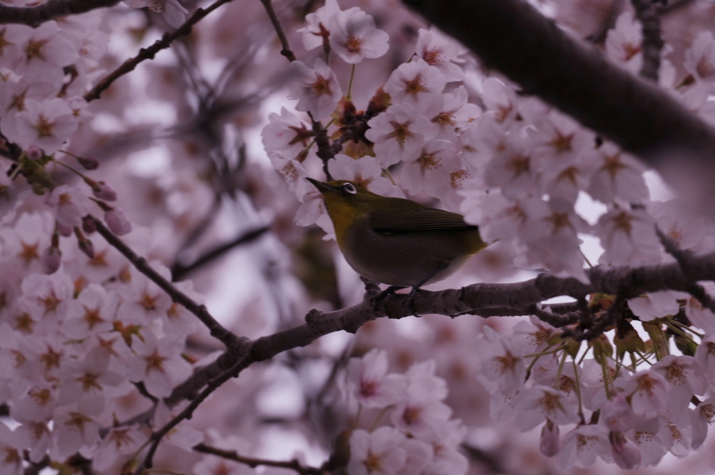 春満開