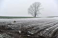 遅春の雪