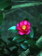 山茶花