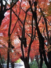 下鴨紅葉