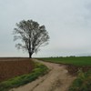 哲学の木