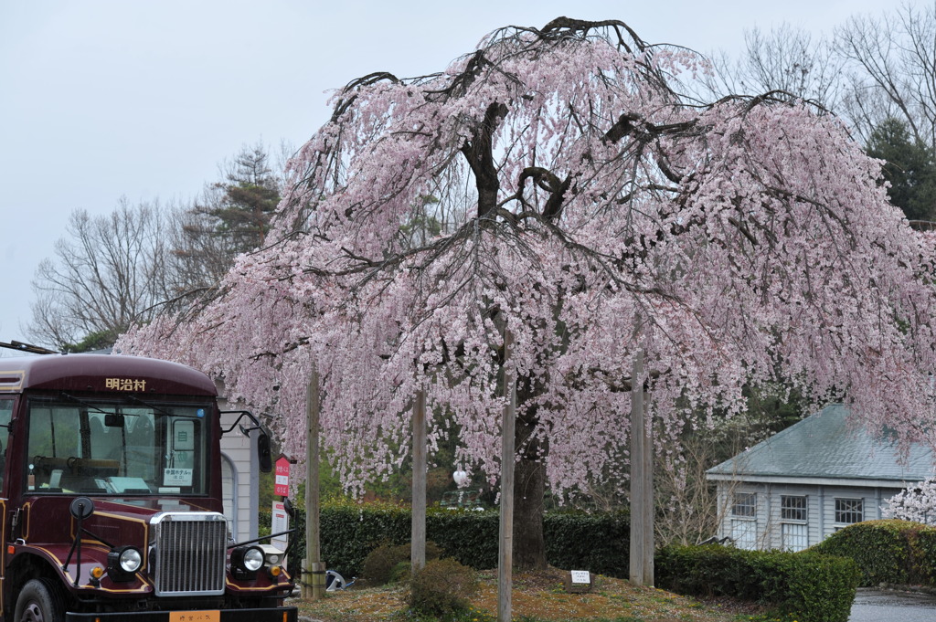 歓迎桜