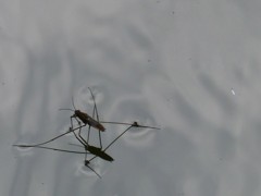 水面鏡