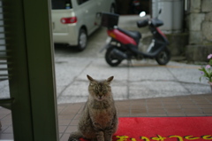 いらしゃいませ