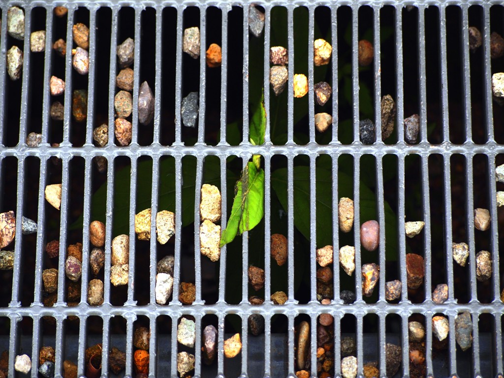 踏まれても。。。。