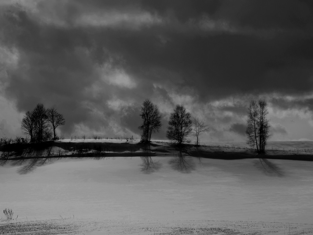 TREE SHADOW