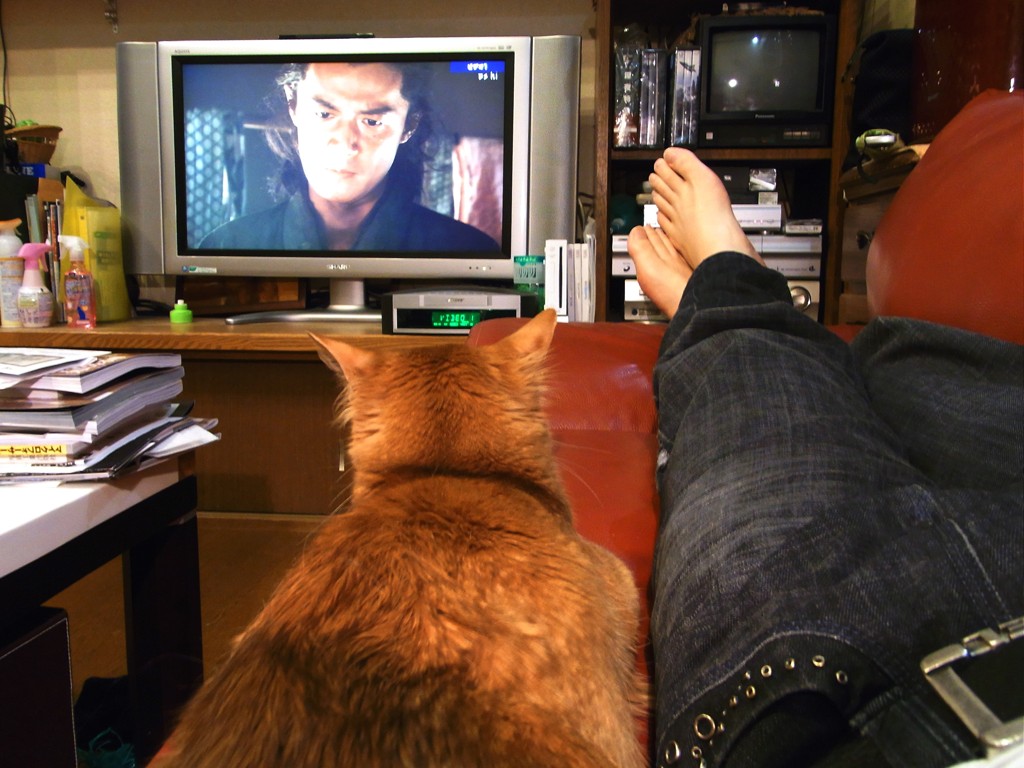 龍馬伝を見る猫