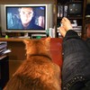 龍馬伝を見る猫