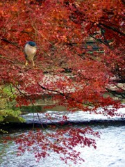 花鳥風月