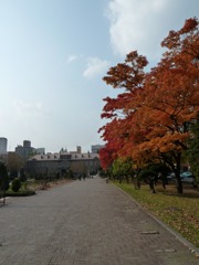 大通り公園の紅葉