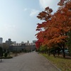 大通り公園の紅葉