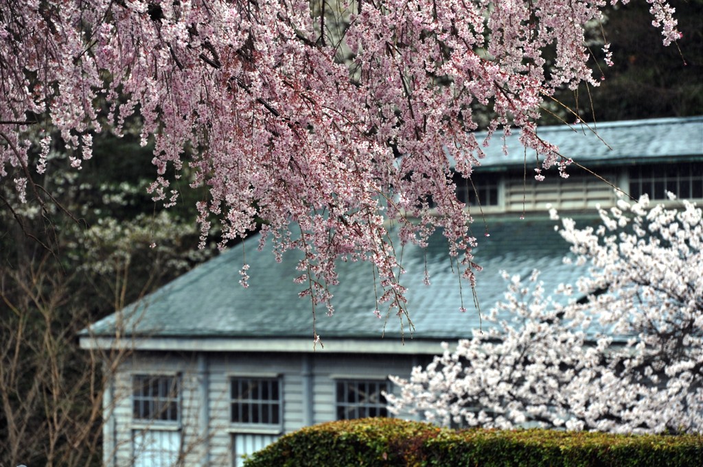 明治の桜