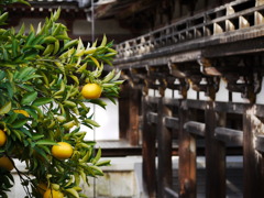 柚子と平等院