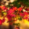 紅葉狩り