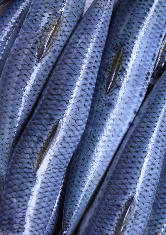 魚群