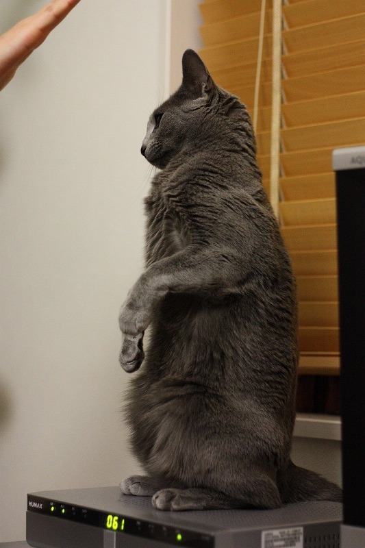 金縛り
