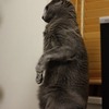 金縛り
