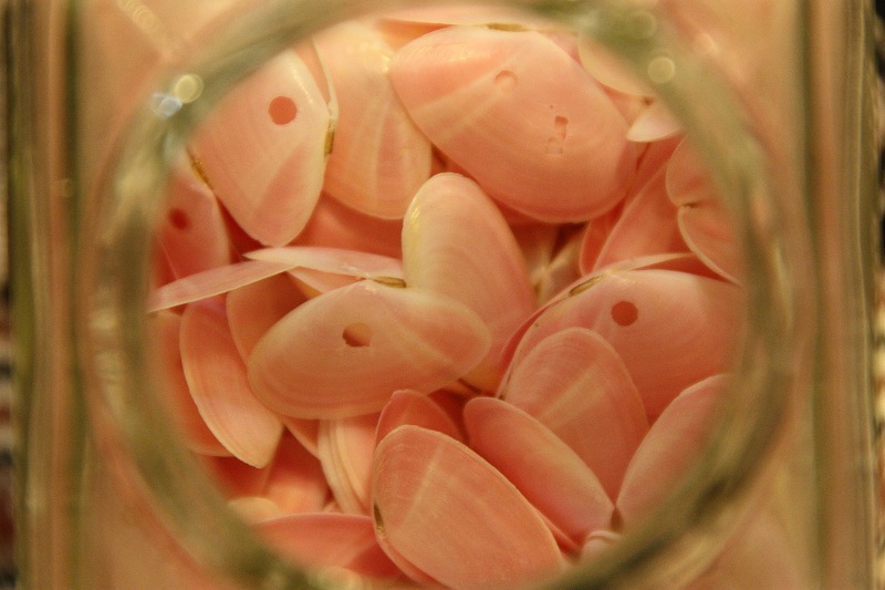 桜貝１