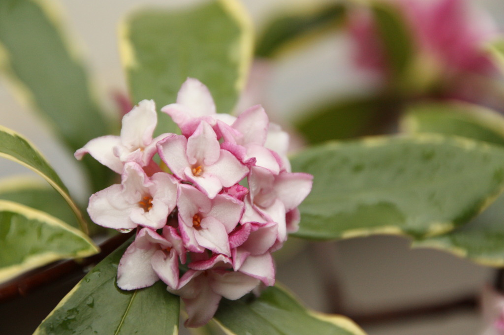 沈丁花