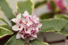 沈丁花
