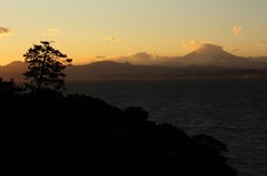 松と富士山