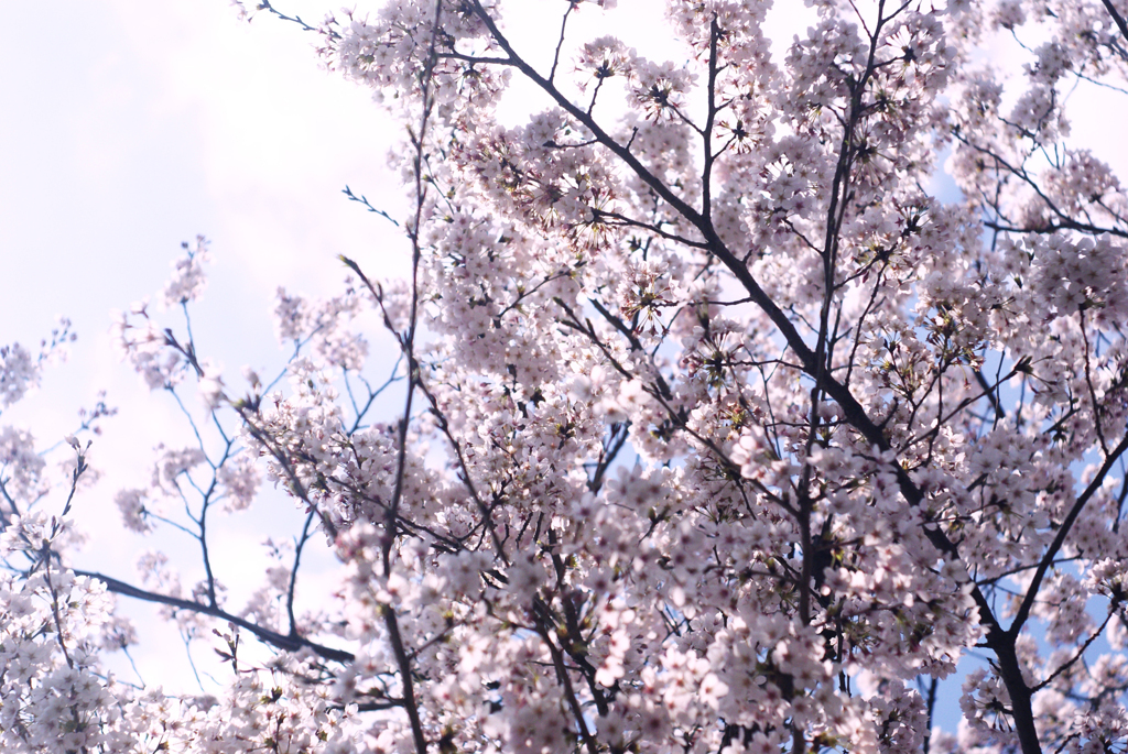 桜2012