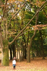 秋
