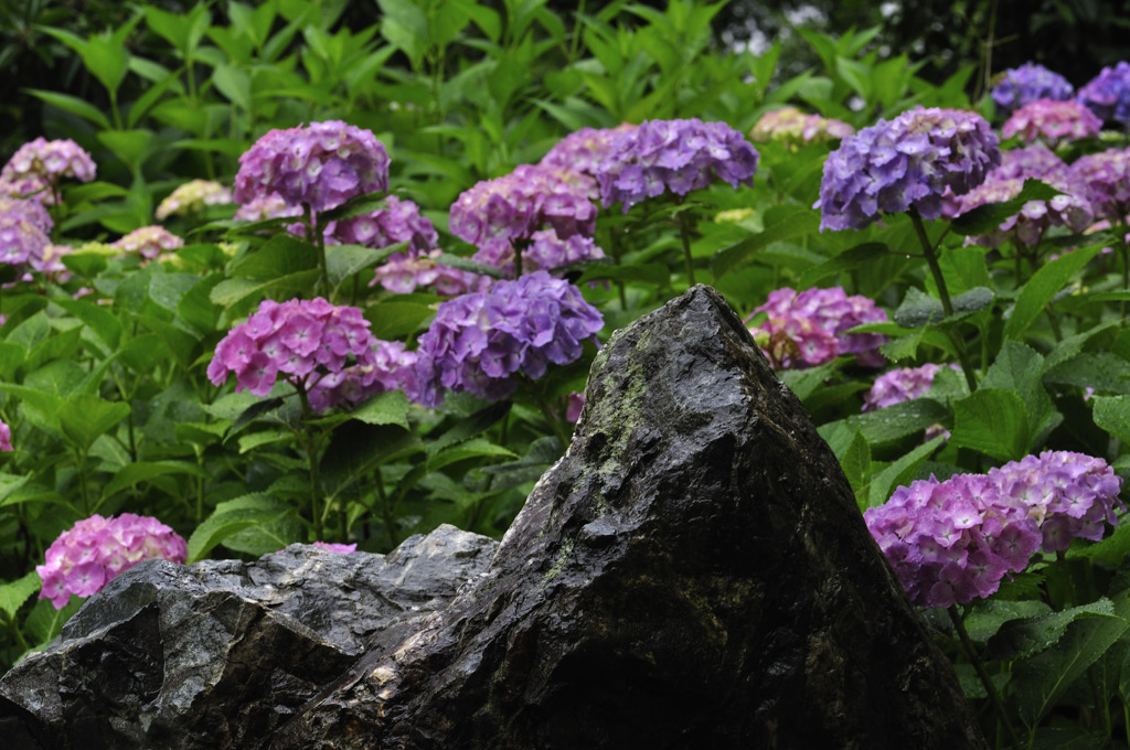 岩とアジサイ