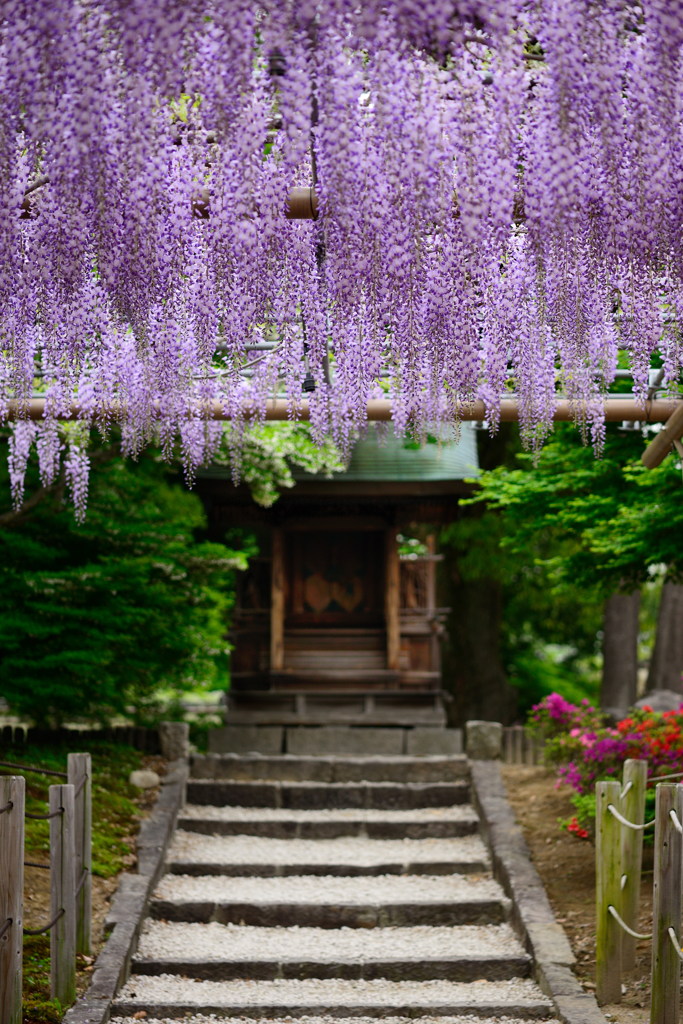 曼陀羅寺の藤２