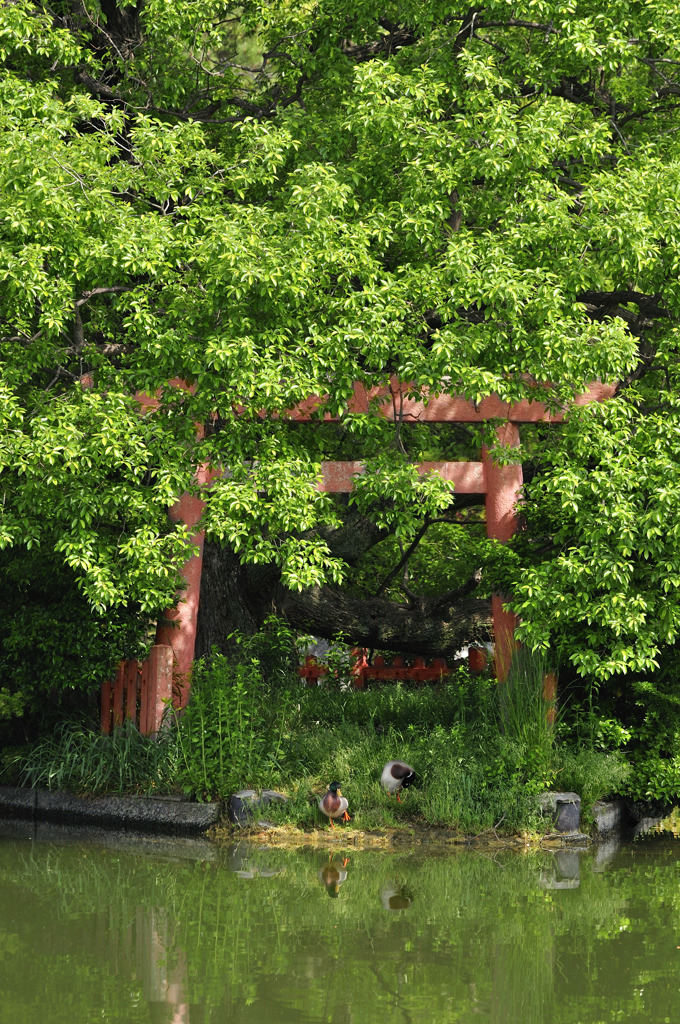 鴨と神社