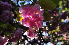 八重桜