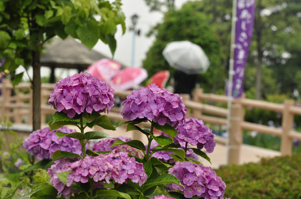 雨の楽しみ