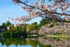 桜からの名古屋城