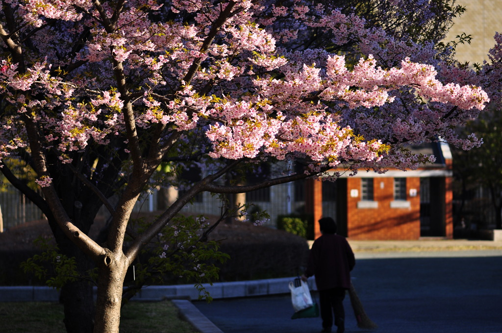 桜のお掃除