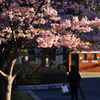 桜のお掃除