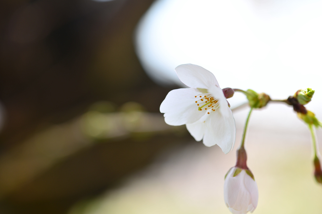 桜一輪