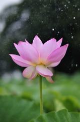 雨の蓮