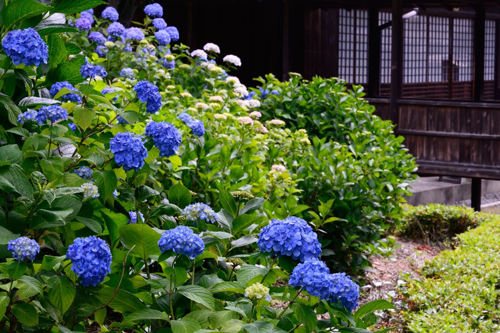 アジサイ寺