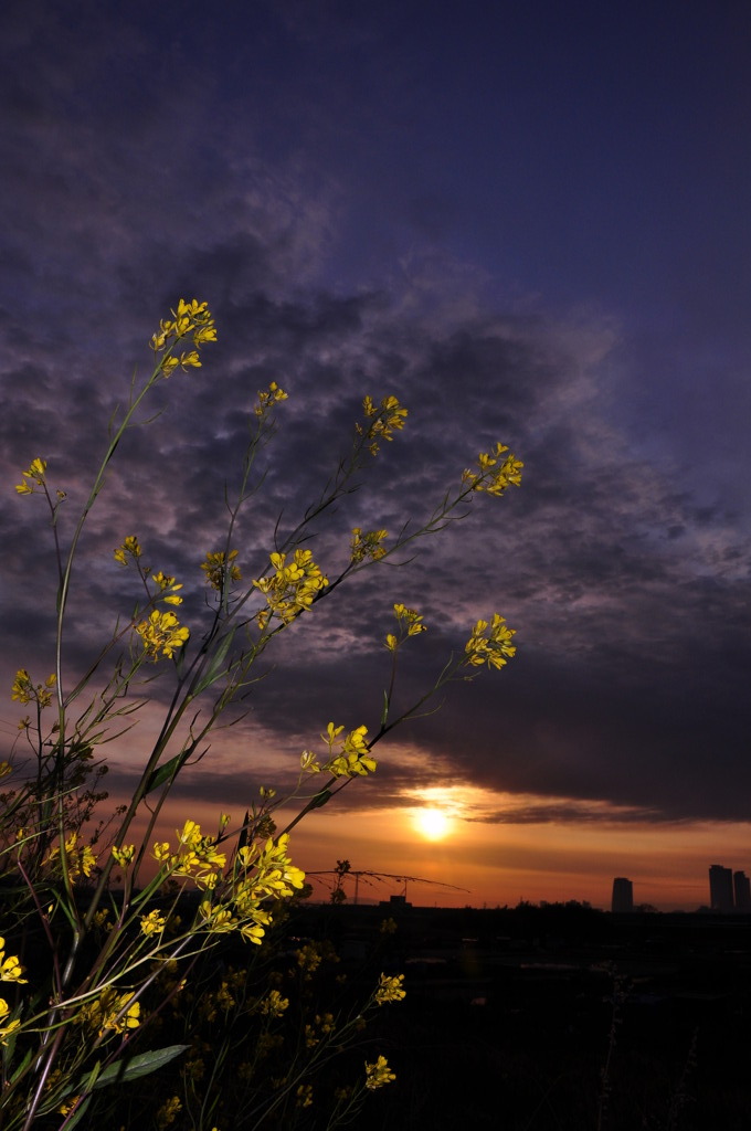 菜の花の憂鬱