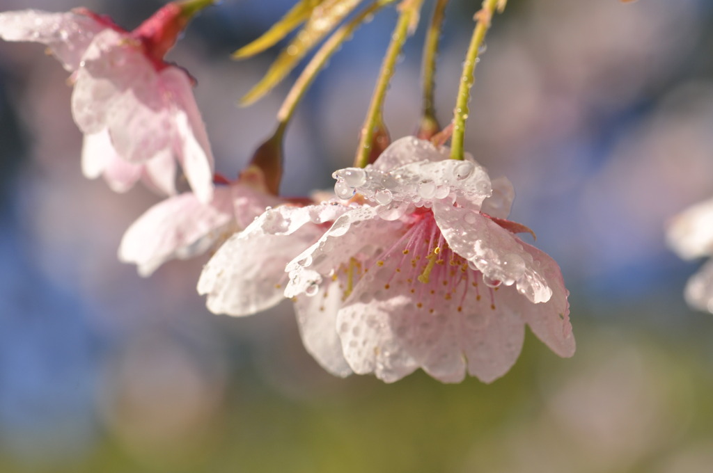 桜色