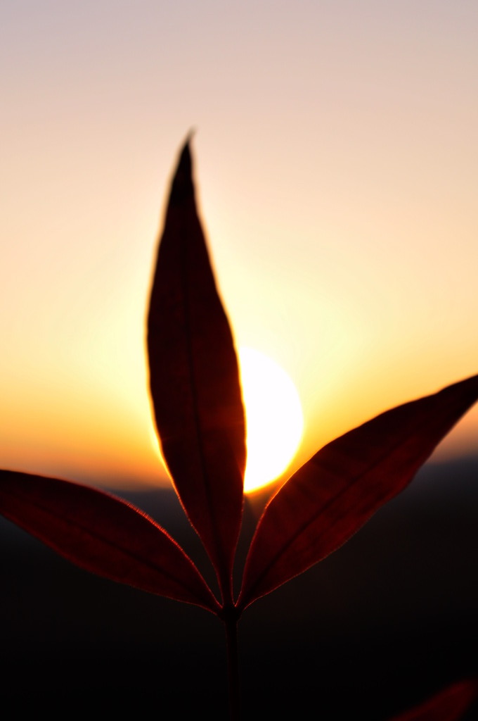 夕日からの