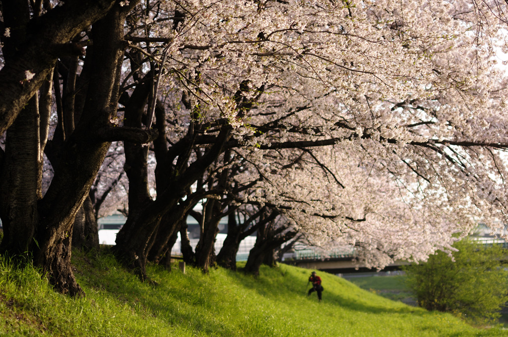 桜の中のカメラマン