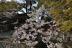 津島神社春