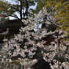 津島神社春